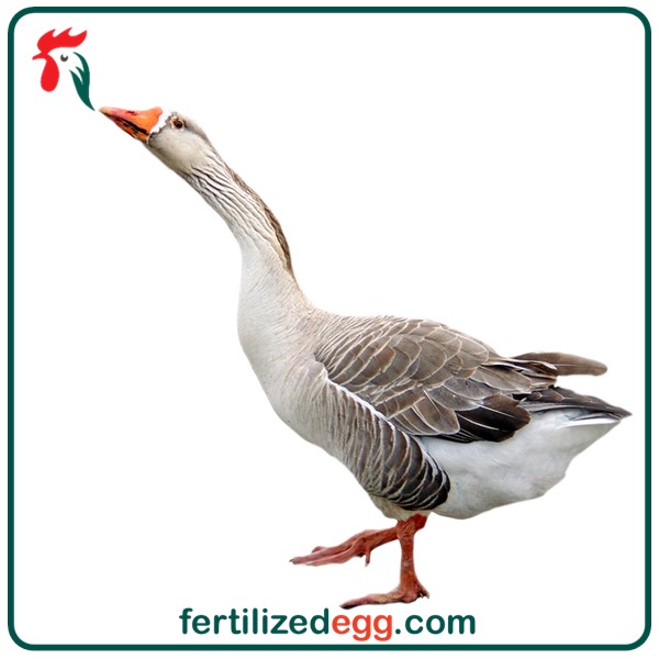 تخم نطفه دار غاز محلی 